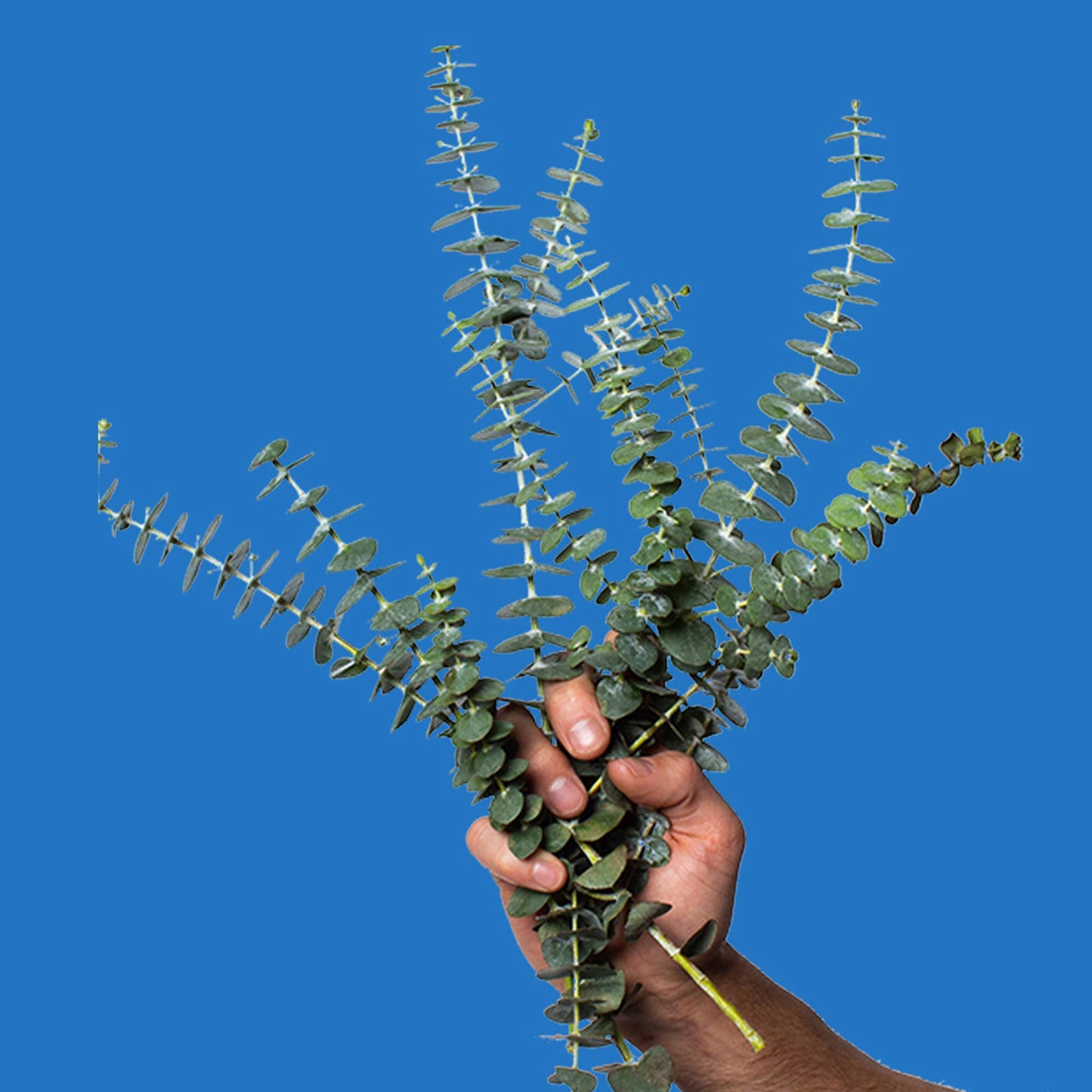 Poo~Pourri Royal Flush, Toilet Spray 2oz